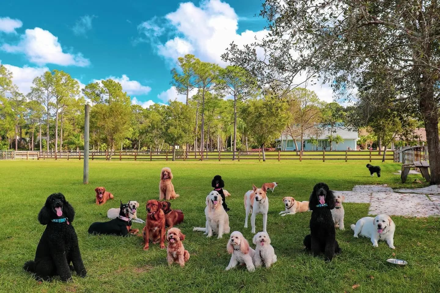 image gallery dog image