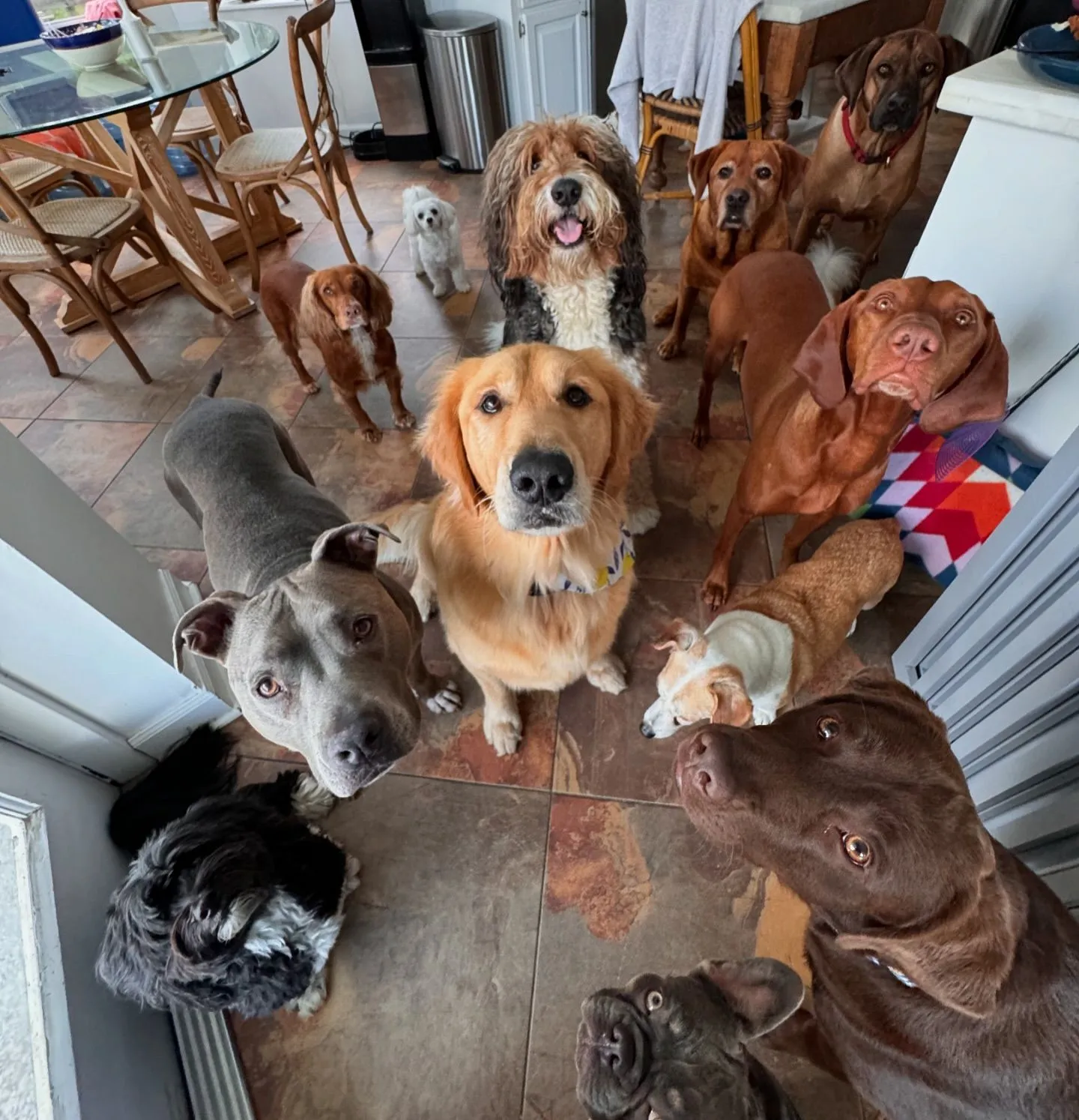 image gallery dog image