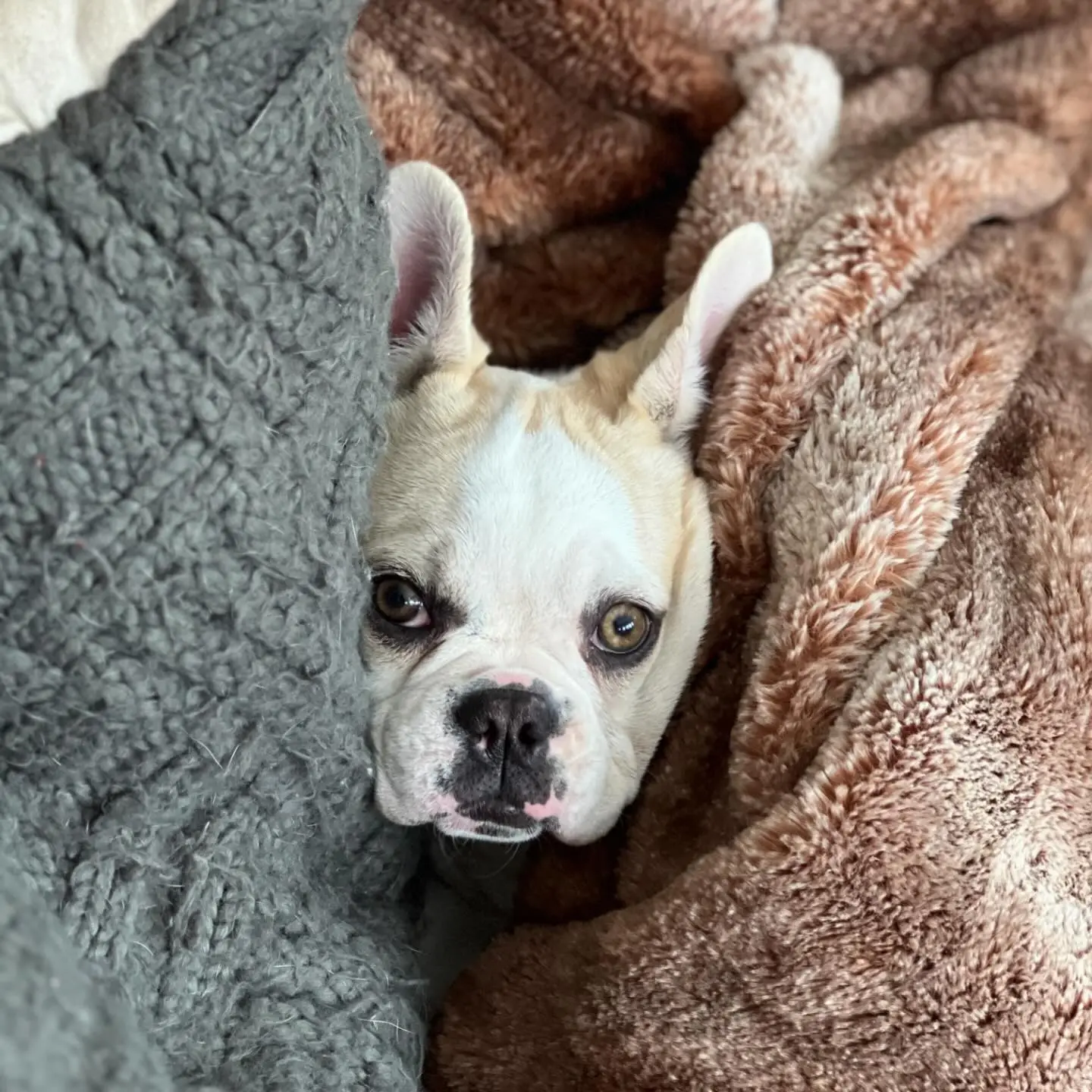 image gallery dog image