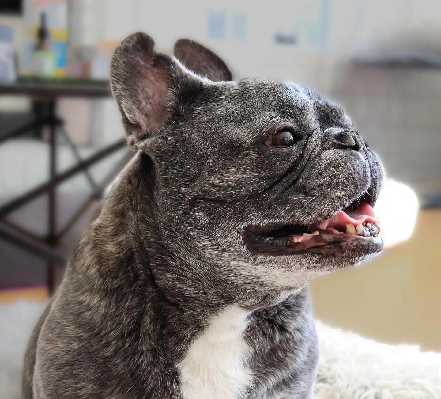image gallery dog image