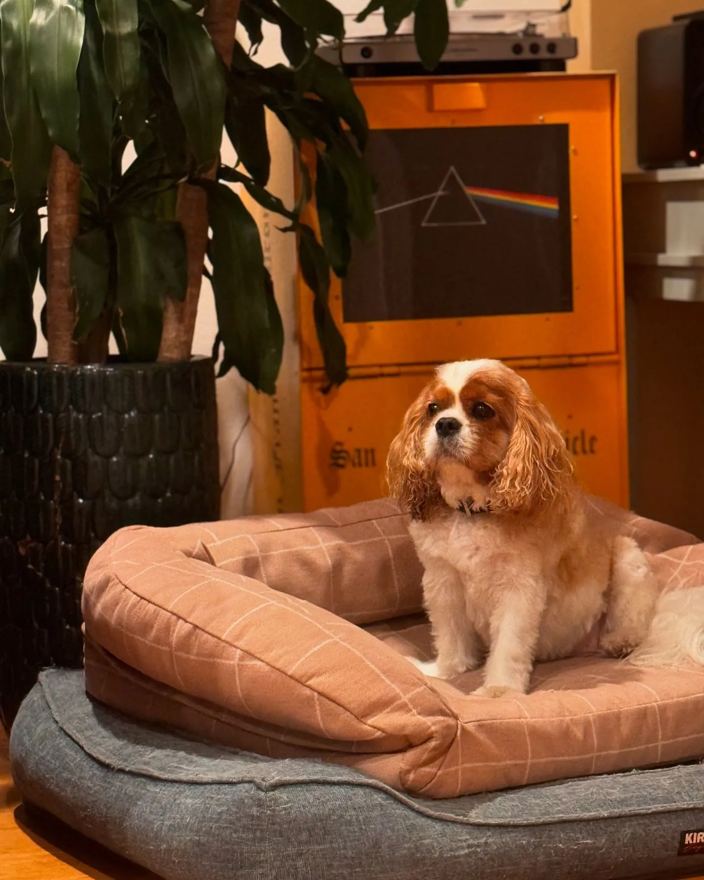 image gallery dog image